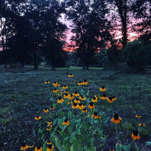 Peaceful sunset at Spirit Tree Farms with native trees and wildflowers