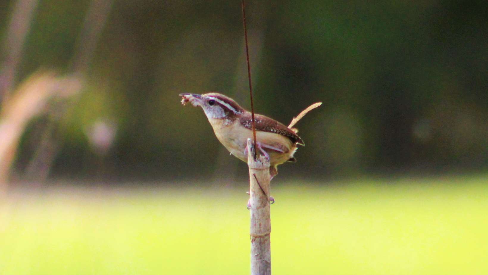 Carolina Wren with a bug in our front yard - nature observation