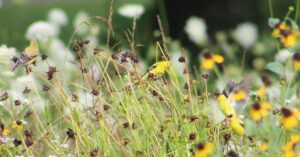 Goldfinch on cone flowers at Spirit Tree Farms --birds and pollinators showed up after the native wildflowers grew