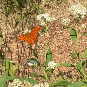 butterfly on crownbeard / frostweed / frost flower