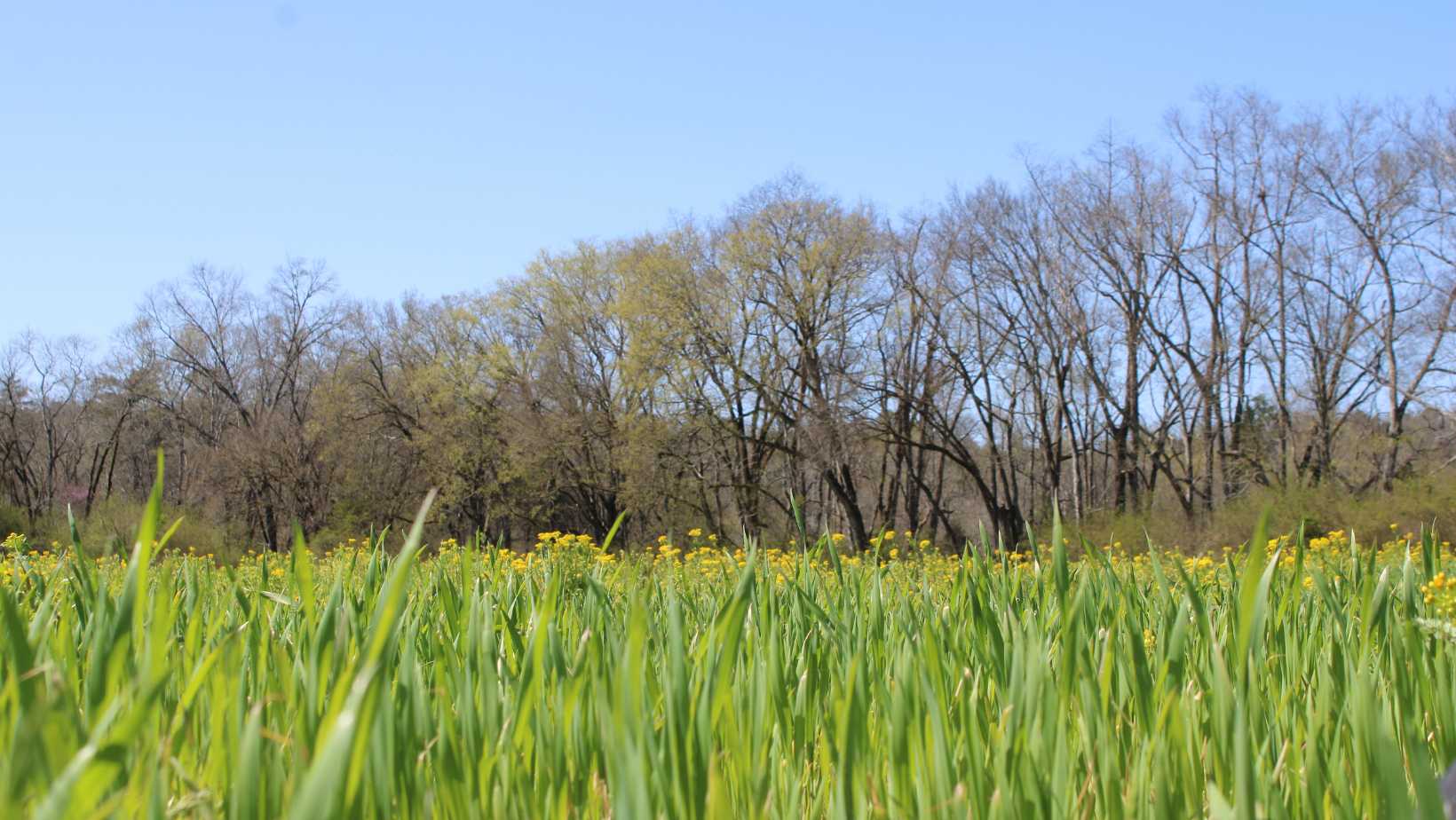 Soil Restoration - meadow / field