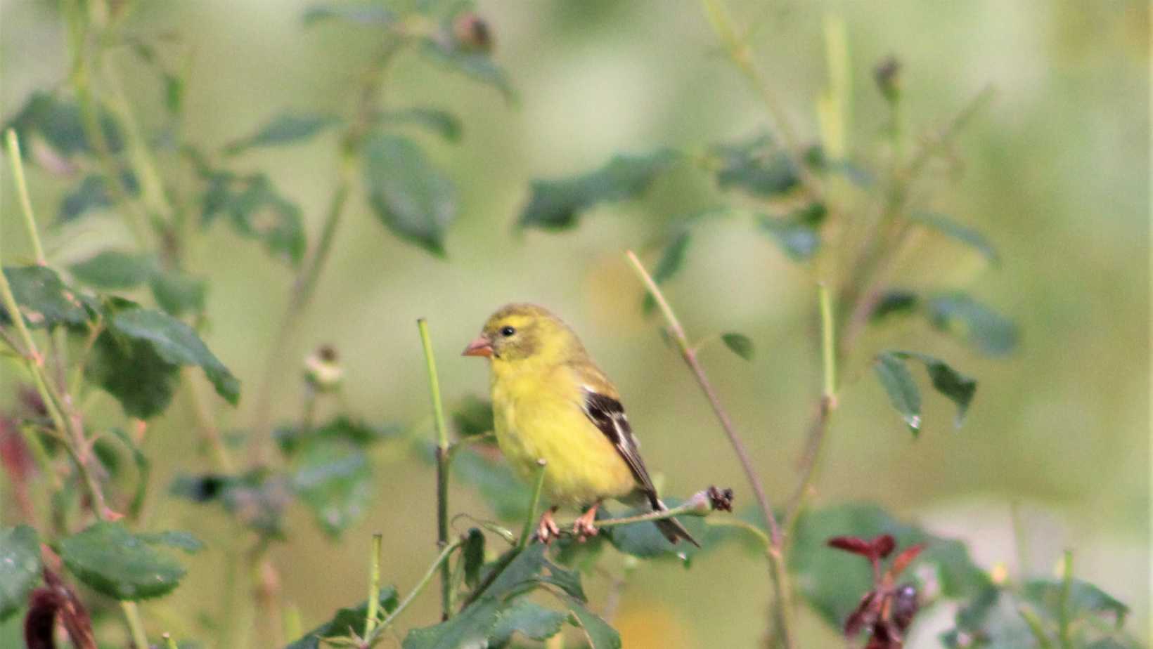 Articles - photo of a gold finch at Spirit Tree Farms