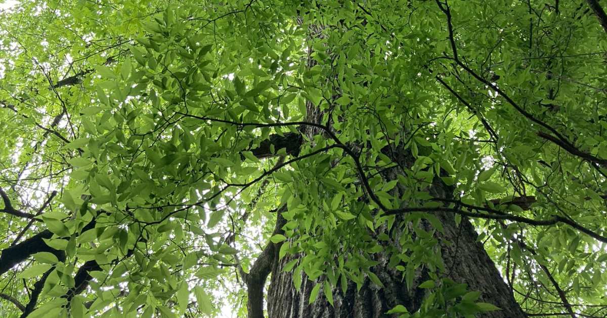 More than forest bathing - learning from old woman of the woods oak tree