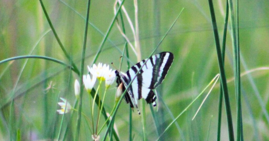 Why grow native plants? Zebra swallowtail butterfly only lay their eggs on pawpaw trees.