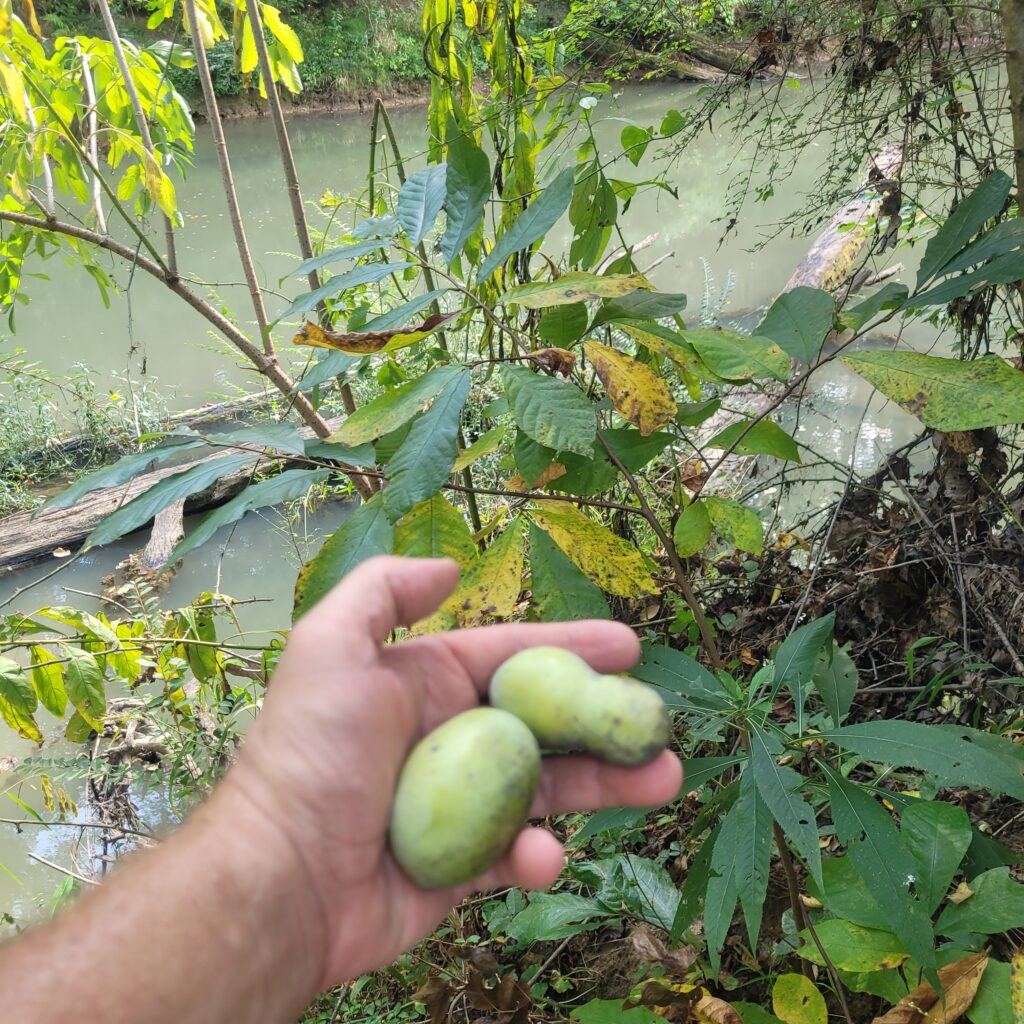 Wild pawpaw fruit on the banks of West Chickamauga Creek at Spirit Tree Farms, NW Georgia