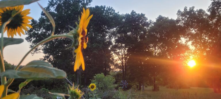 Sunset Sunflower Bee Zen Serenade