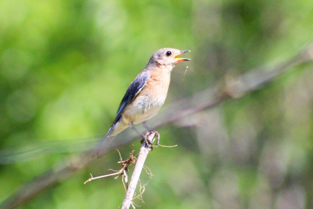 Bluebird on sticks in wildflowers