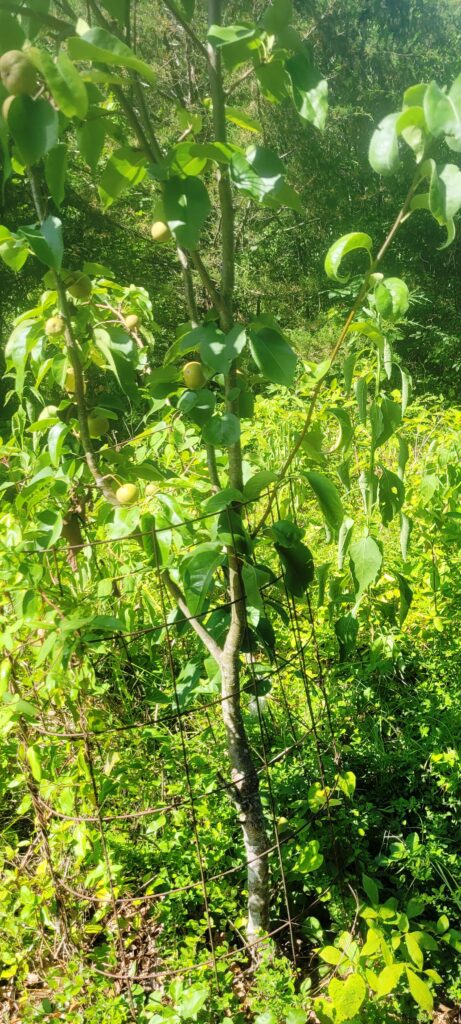 Pair of Pears: Bradford pear gets grafted to become an edible Asian pear