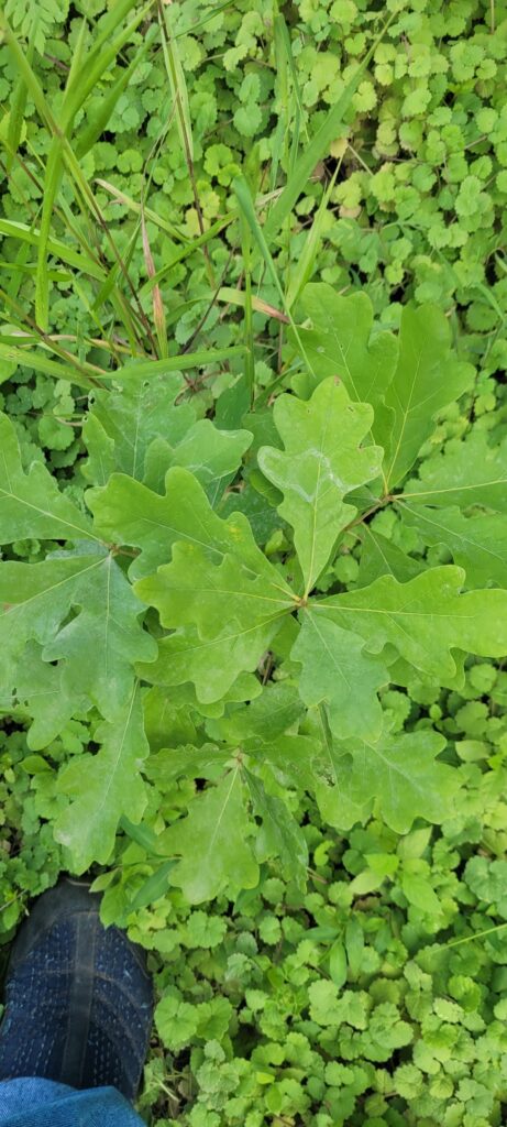 Native tree -- Oak tree sapling at Spirit Tree Farms in NW Georgia