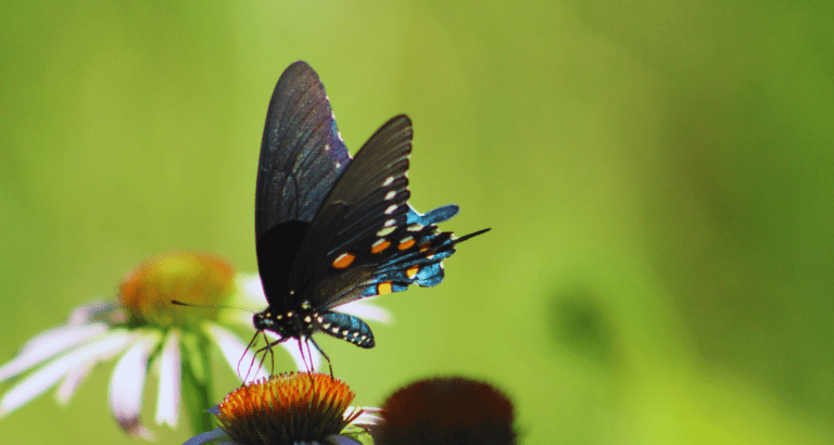 Butterfly on Echinacea - all things denote there is a God