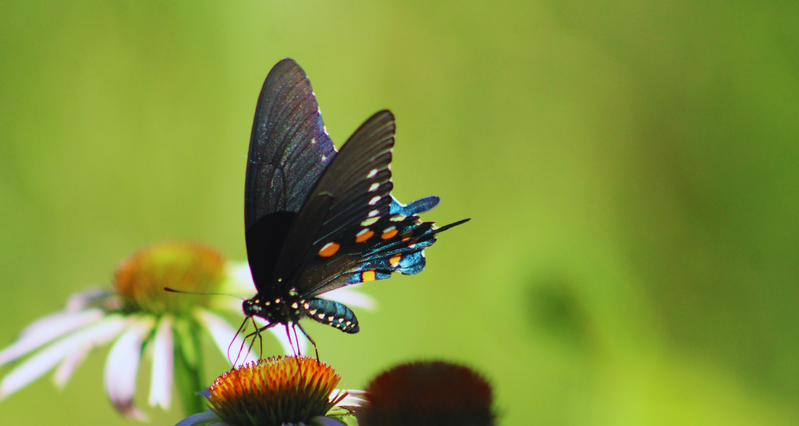 Butterfly on Echinacea - all things denote there is a God