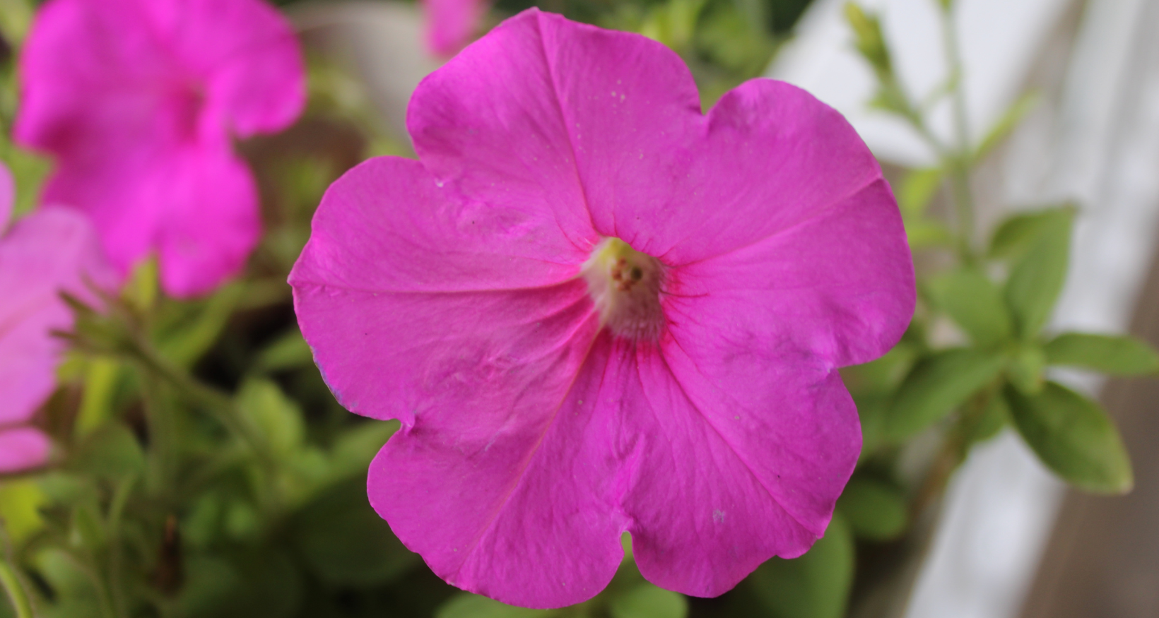 Purple petunia - by Marnie Pehrson Kuhns