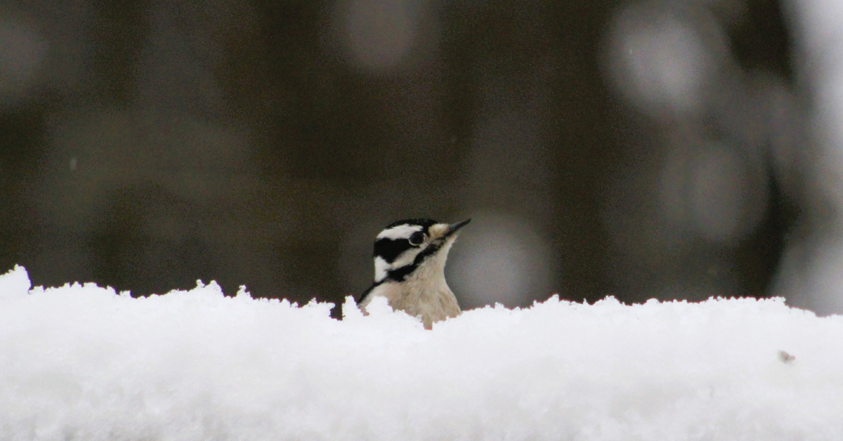 Downy woodpecker in the snow - photo by Marnie Pehrson Kuhns