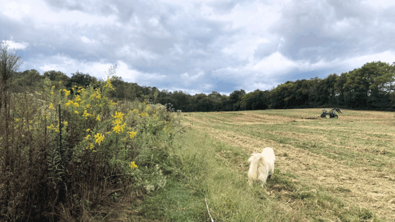 Goldenroad, Great Pyreness and cut field - by Marnie Pehrson Kuhns