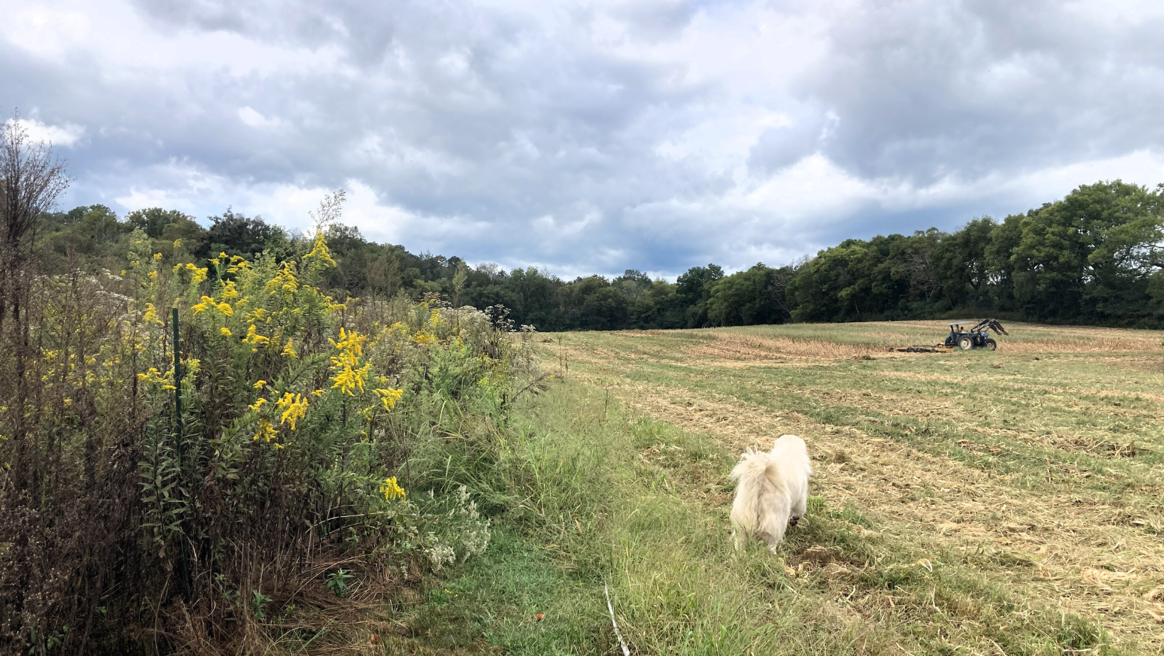 Goldenroad, Great Pyreness and cut field - by Marnie Pehrson Kuhns