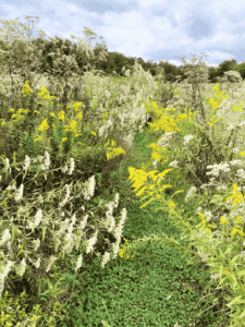 boneset and goldenrod path