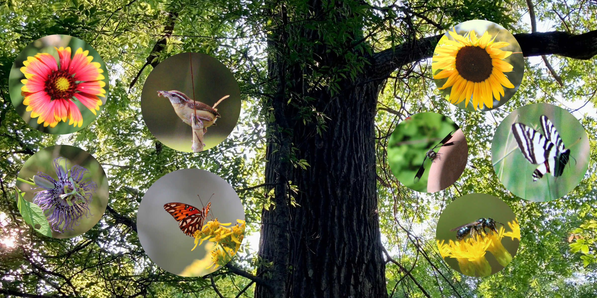 Spirit Tree Farms - Ringgold Georgia - Native Plants and Pollinator Friendly Family Farm